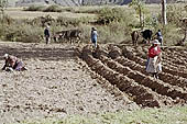 Agriculture in Peruvian puna